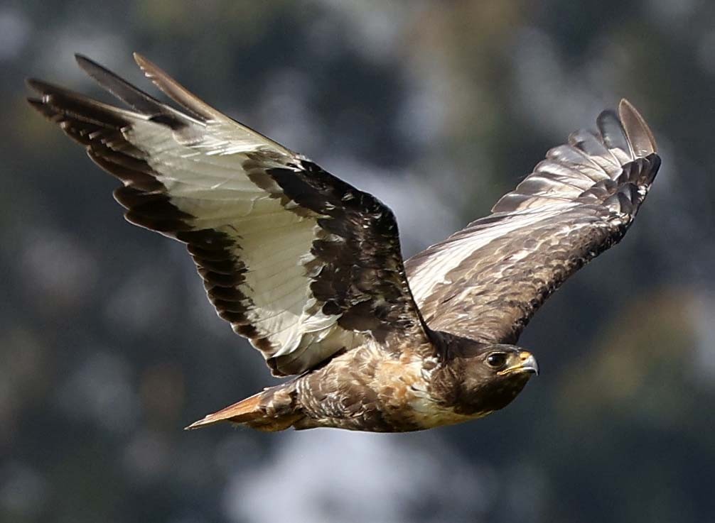 Jackal Buzzard - ML646571900