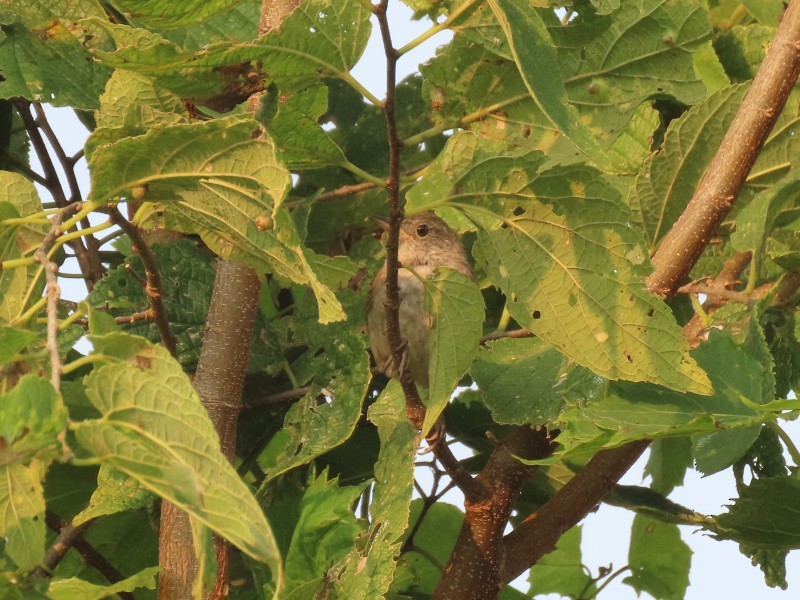 Northern House Wren - ML646571901