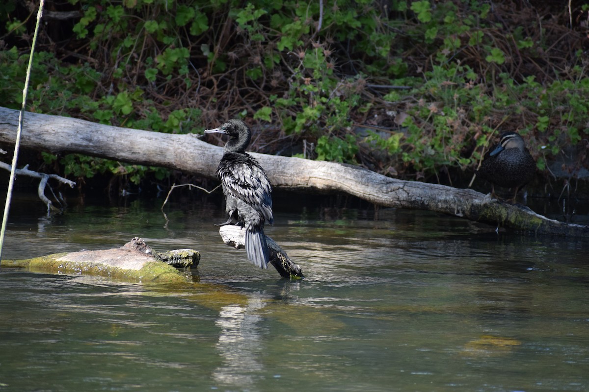 Little Black Cormorant - ML646571902