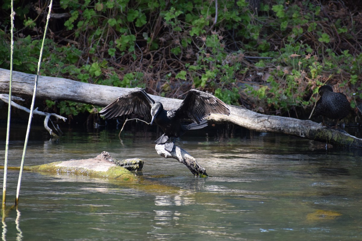 Little Black Cormorant - ML646571903