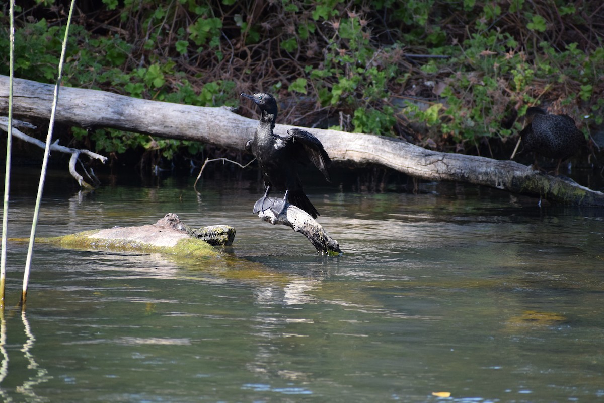 Little Black Cormorant - ML646571904
