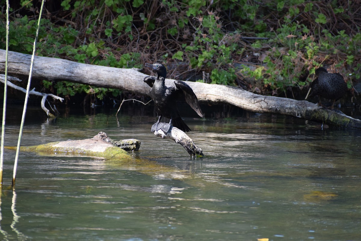 Little Black Cormorant - ML646571905