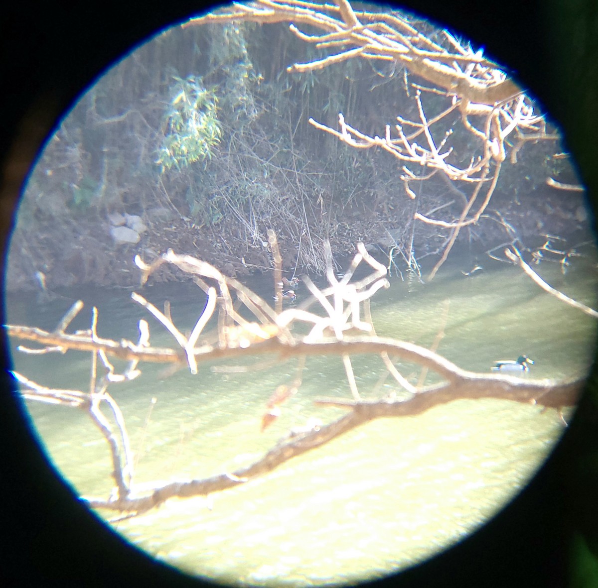 Mandarin Ördeği - ML646571906