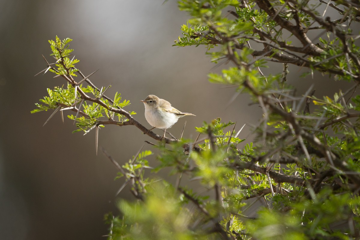 eikesanger - ML646571907