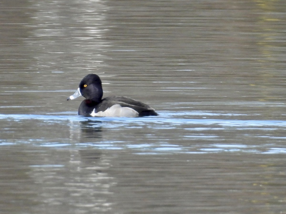 Ring-necked Duck - ML646571908