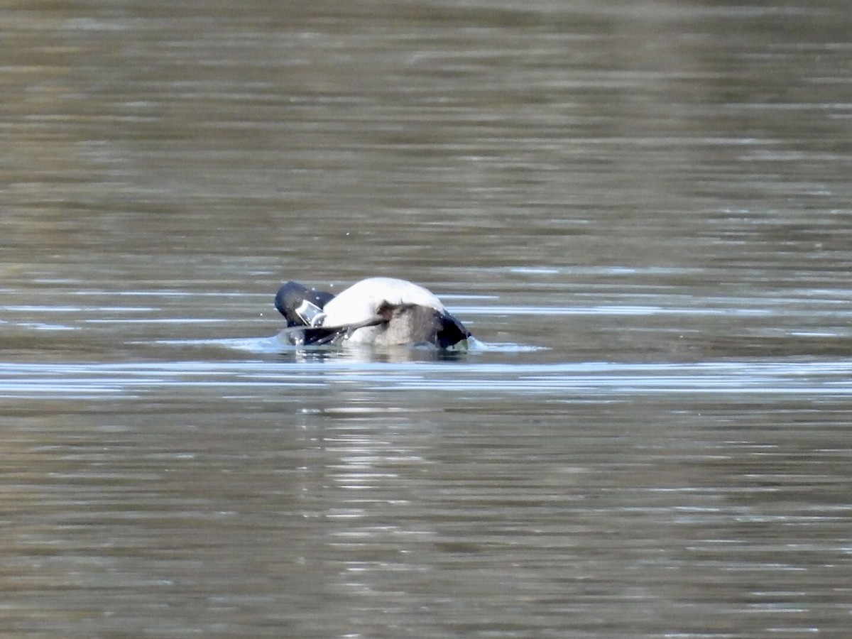 Ring-necked Duck - ML646571909