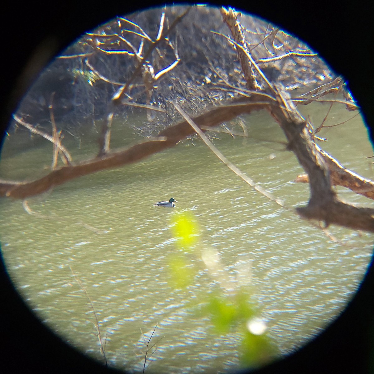 Mallard - ML646571911