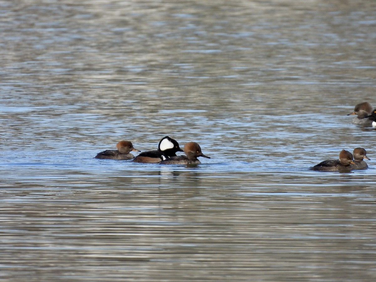 Hooded Merganser - ML646571916