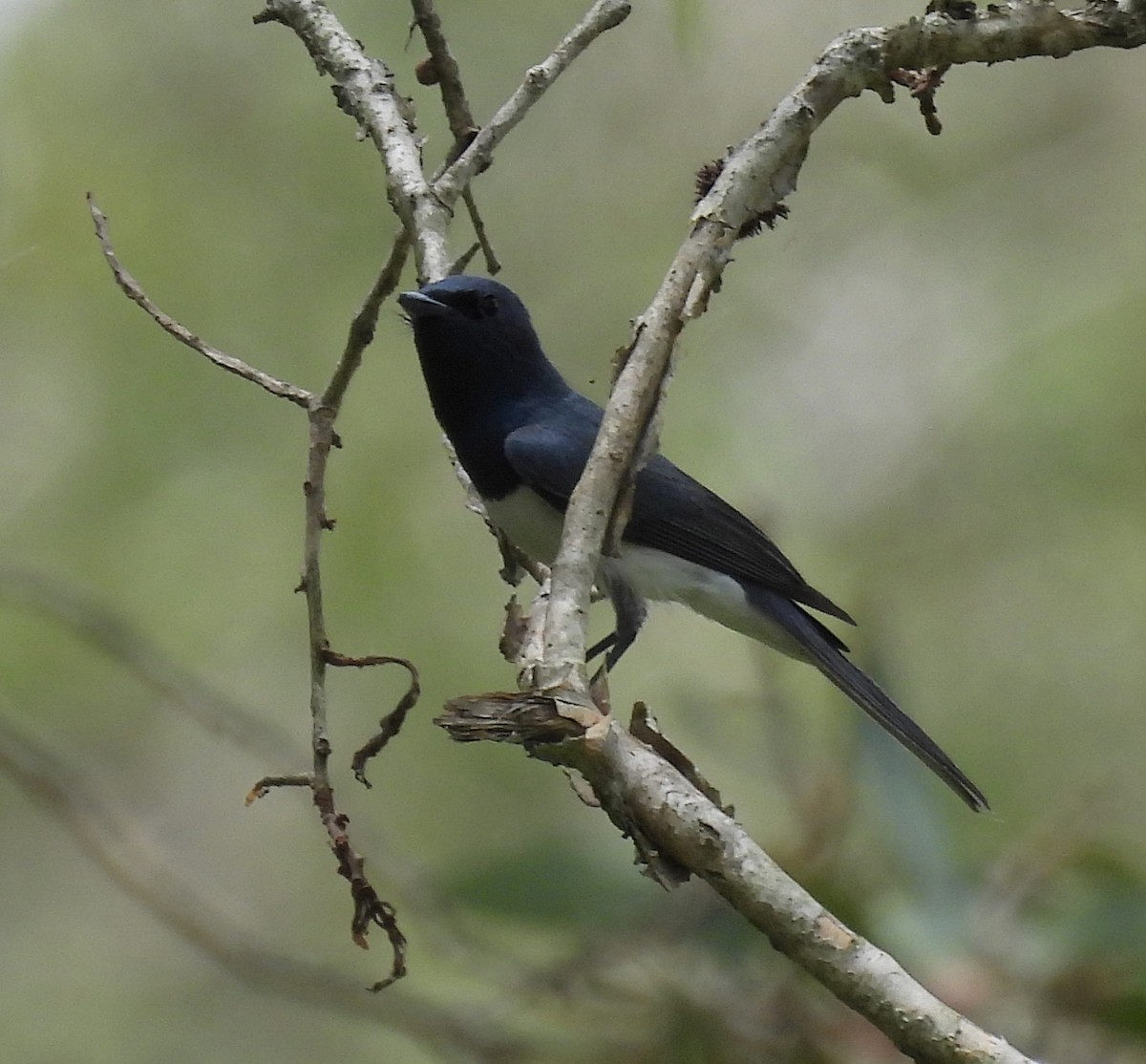 Kurşuni Monark - ML646571917