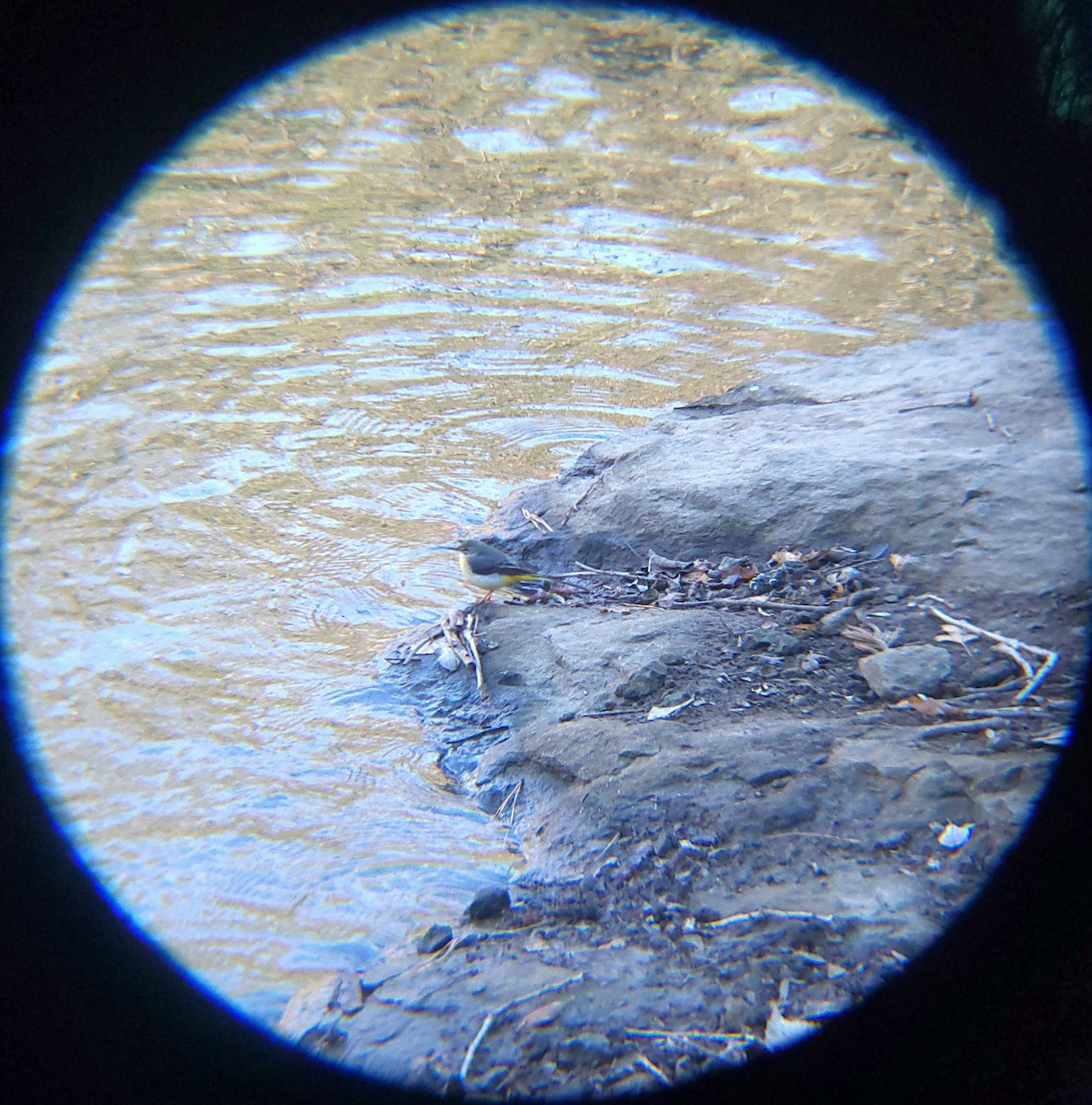 Gray Wagtail - ML646571918