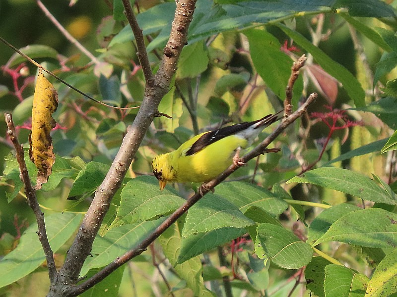 American Goldfinch - ML646571919