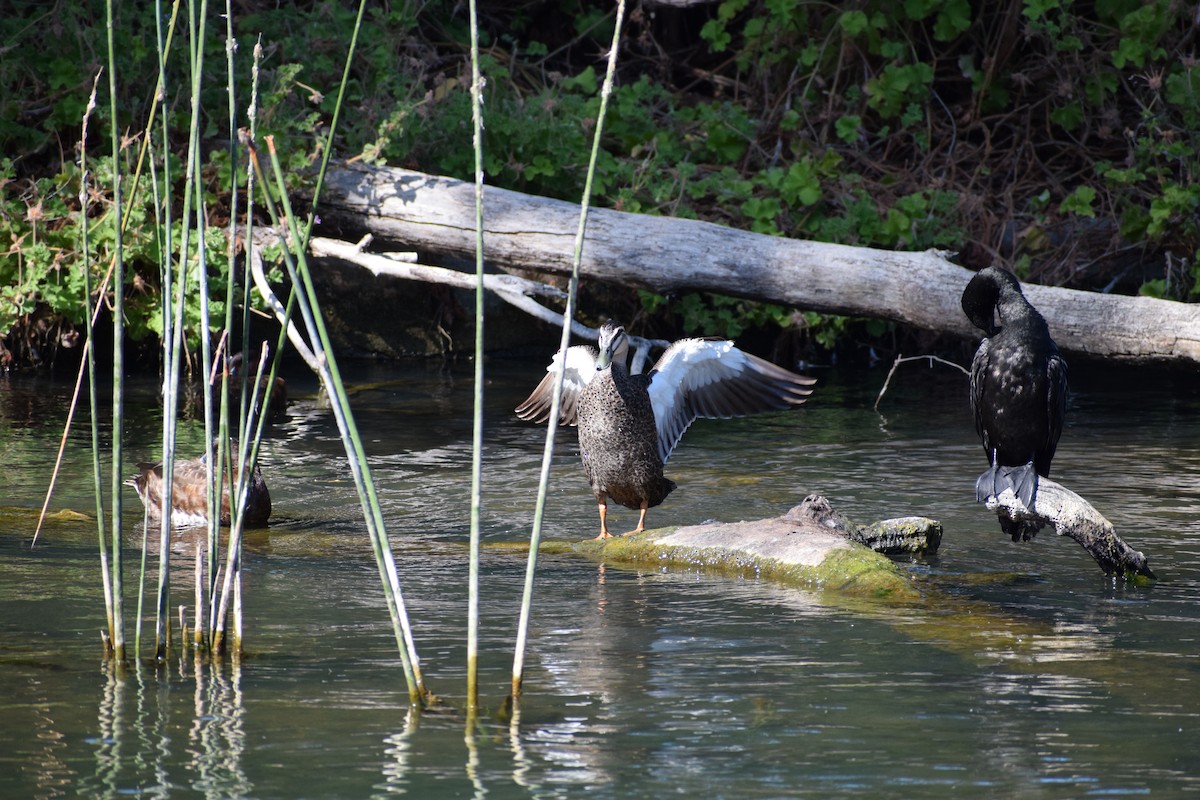Pacific Black Duck - ML646571924