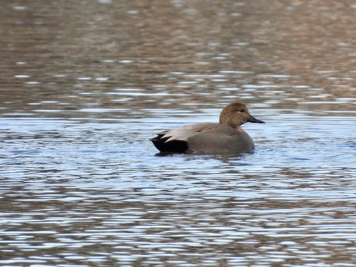 Gadwall - ML646571925