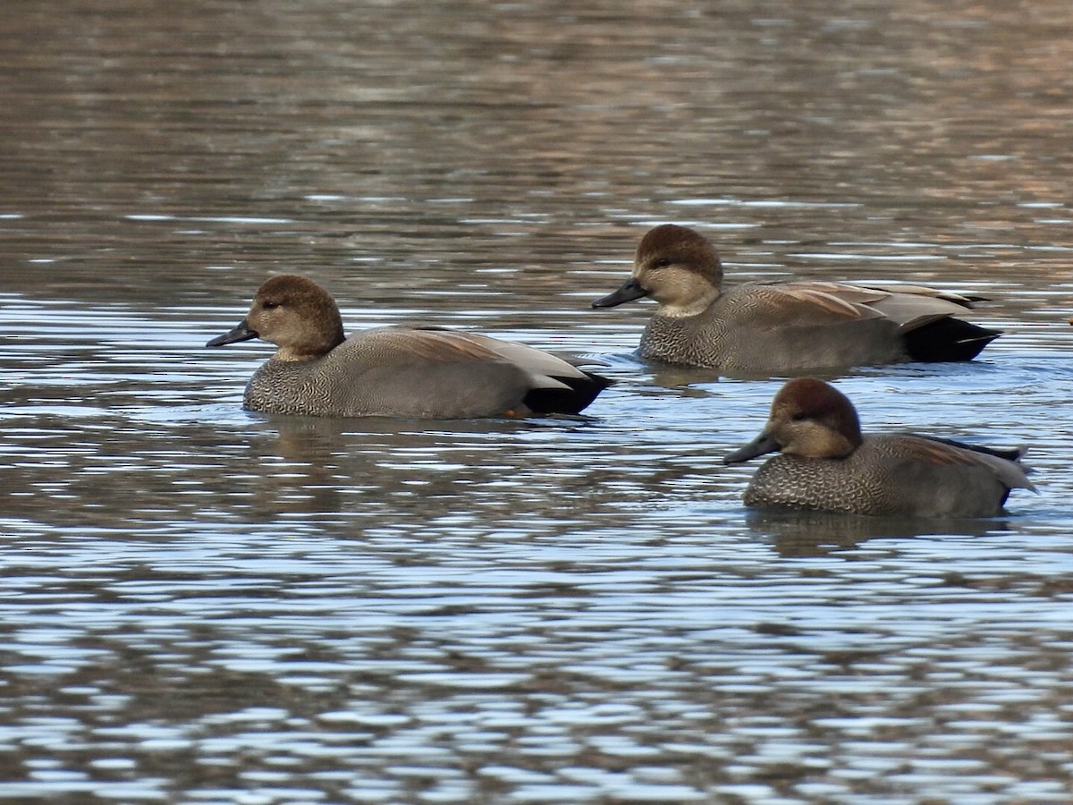 Gadwall - ML646571926