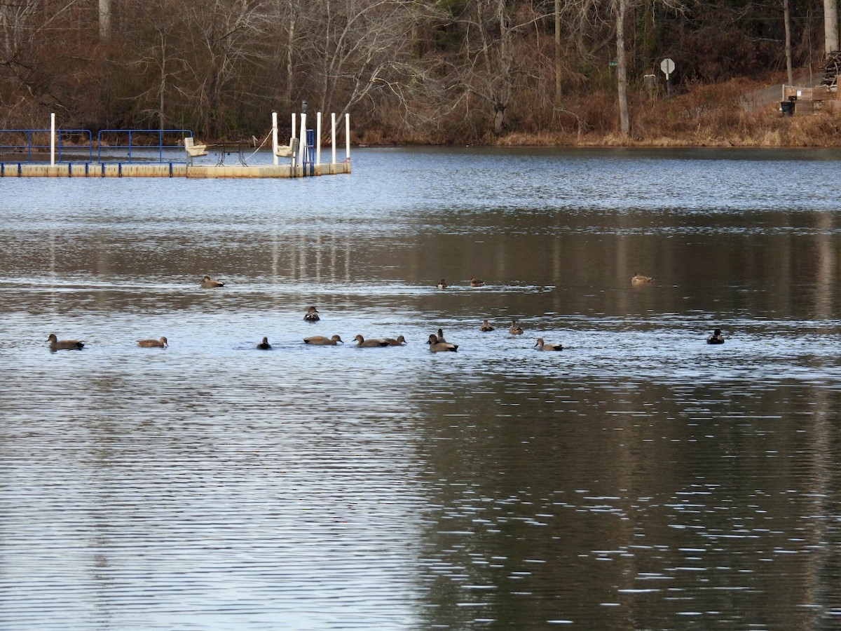 Gadwall - ML646571930