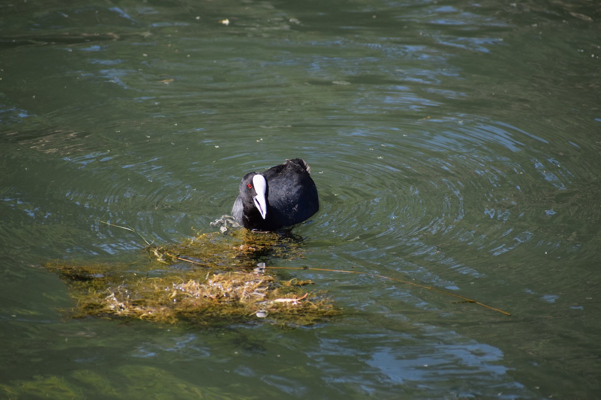 Eurasian Coot - ML646571931