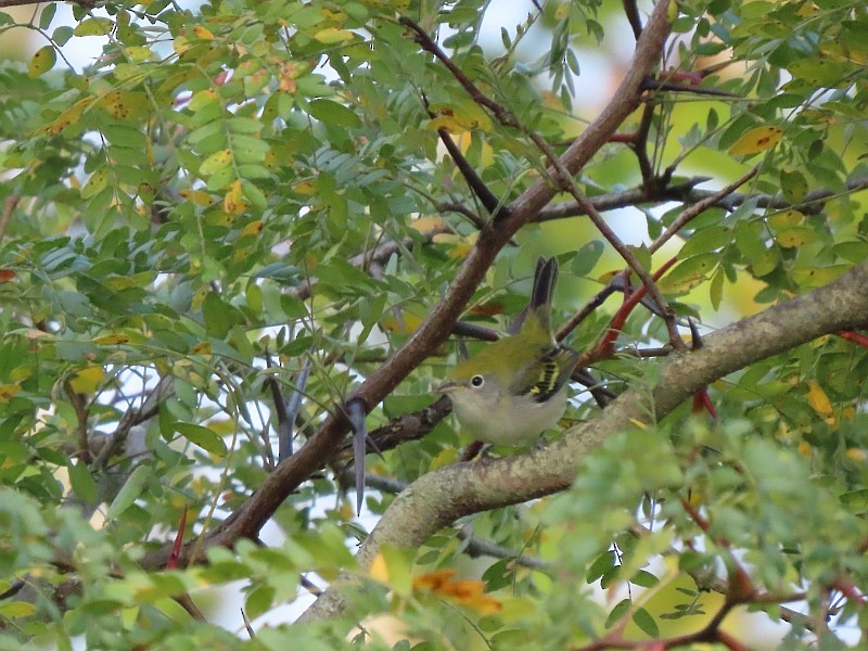 Chestnut-sided Warbler - ML646571933