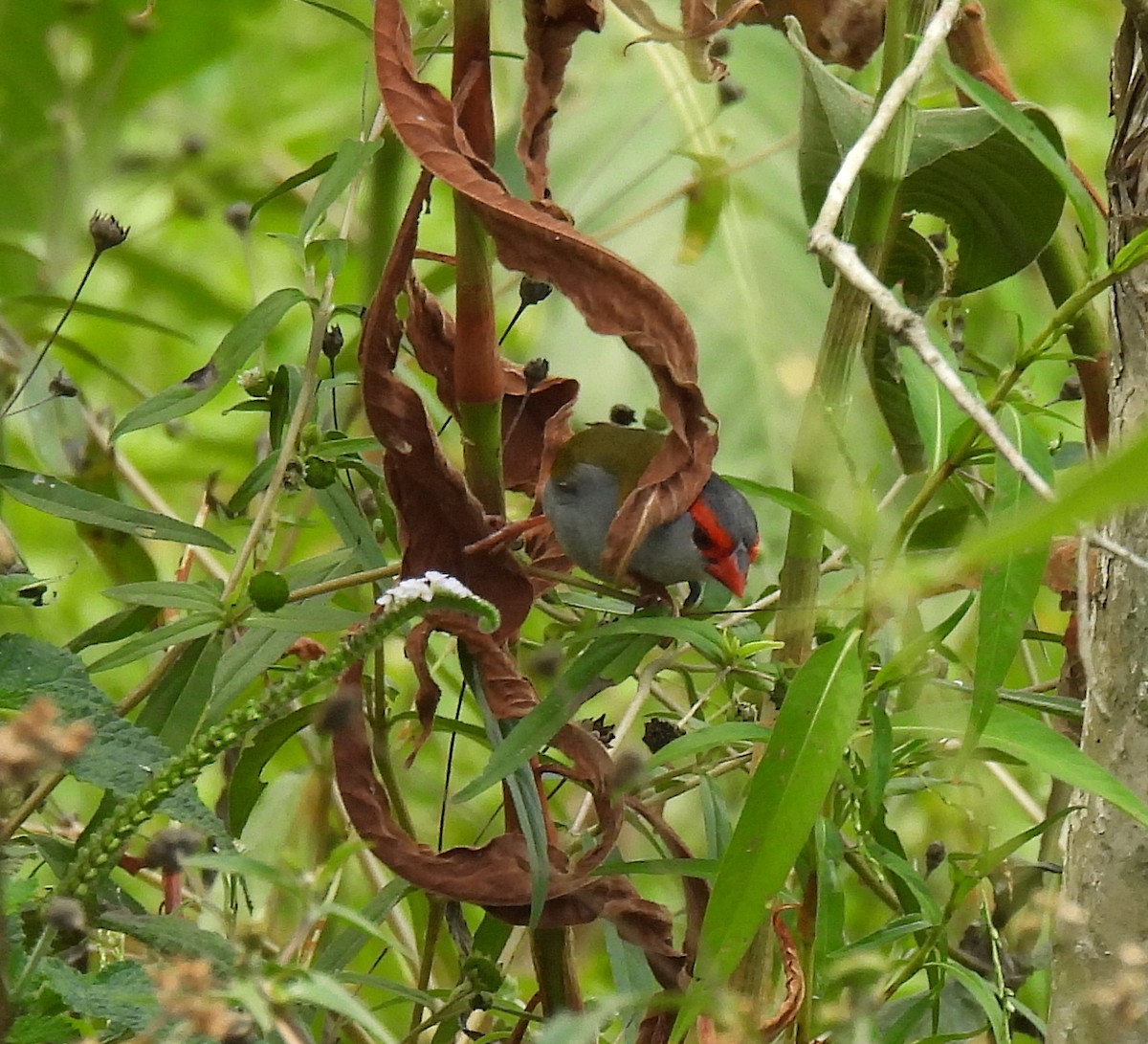Red-browed Firetail - ML646571947