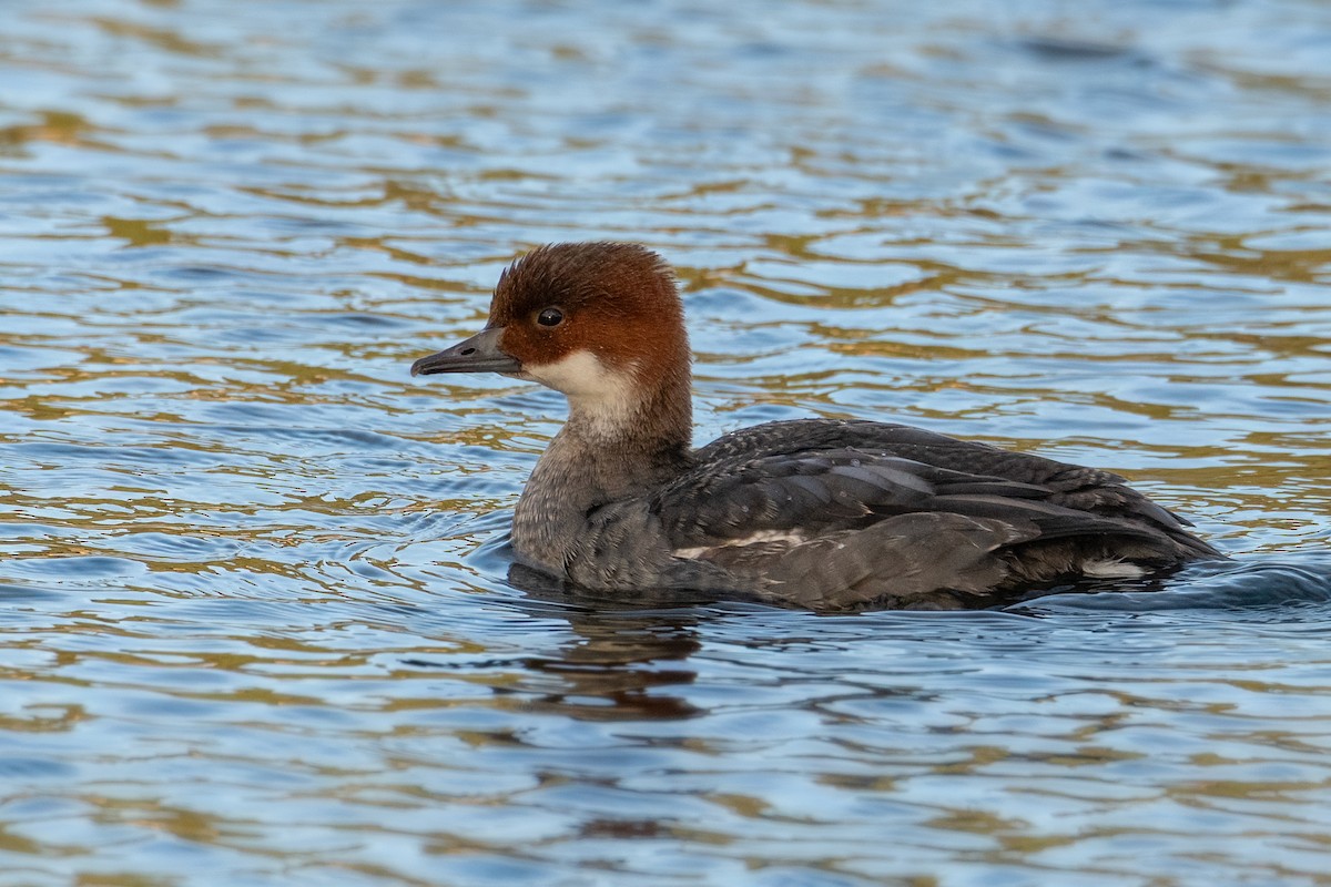 Smew - ML646571954