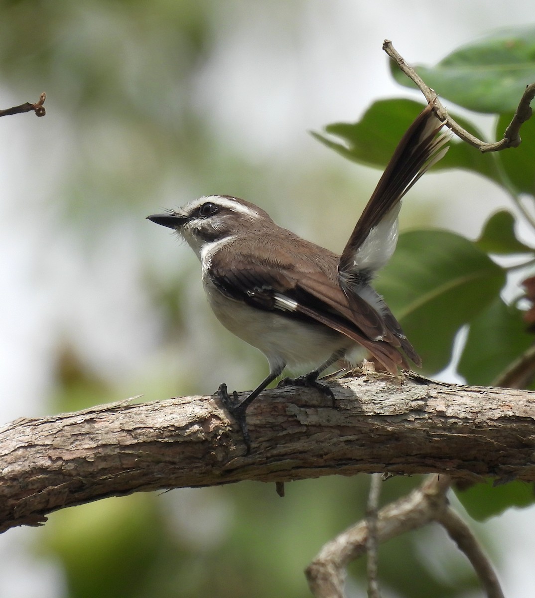 Ak Kaşlı Bülbül - ML646571962
