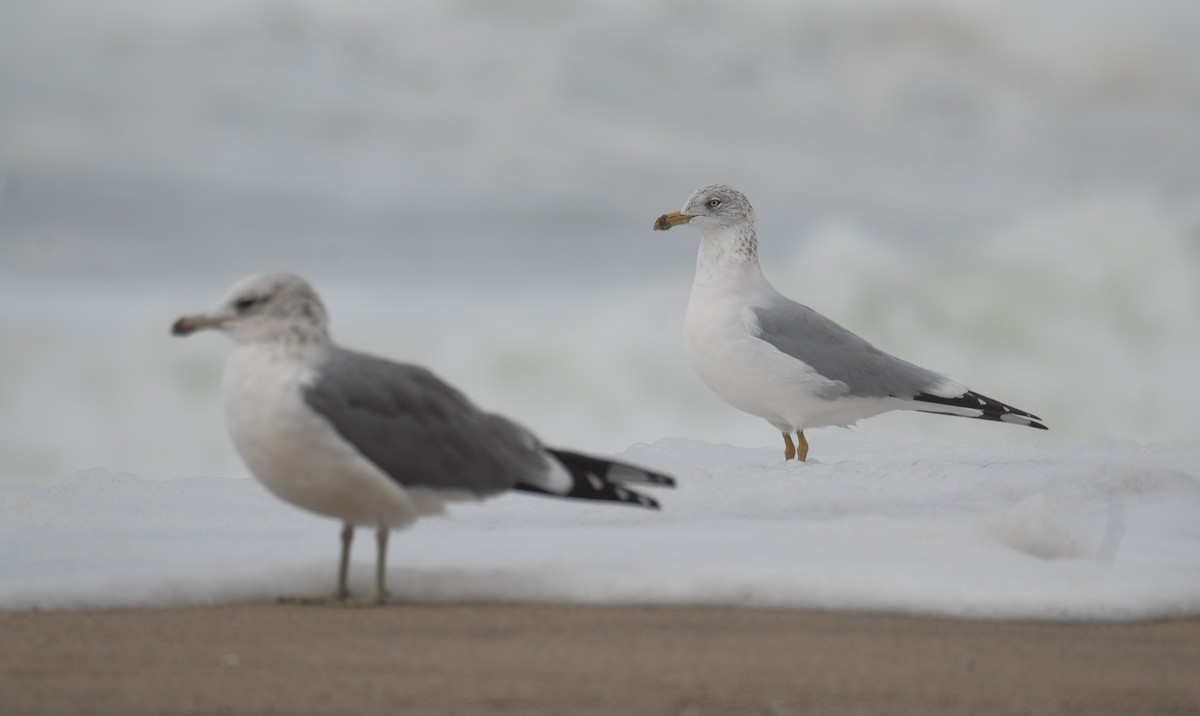 Ring-billed Gull - ML646571963