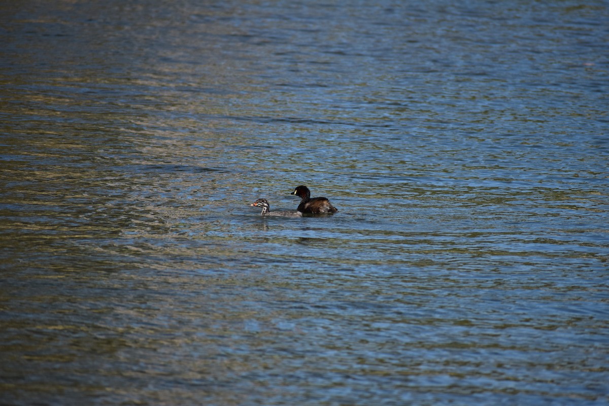 Australasian Grebe - ML646571964