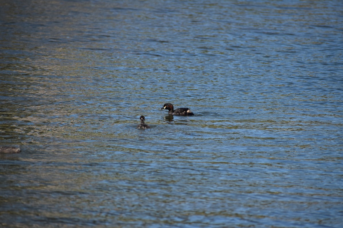 Australasian Grebe - ML646571965