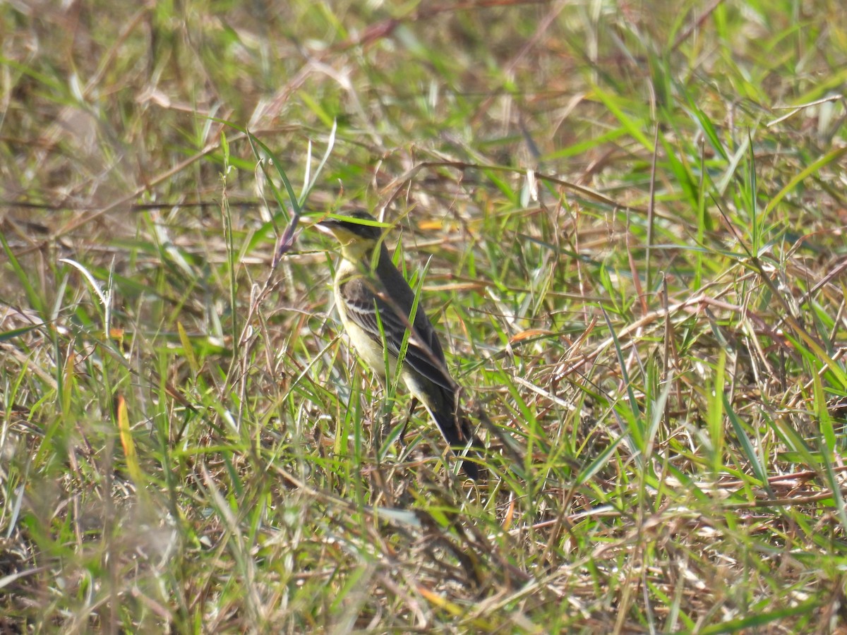 Lavandera Boyera/de Chukotka - ML646571973