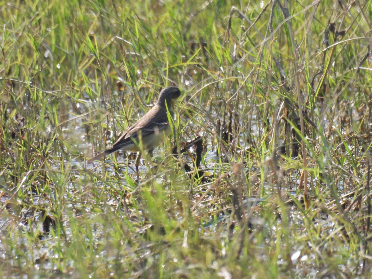 Lavandera Boyera/de Chukotka - ML646571974