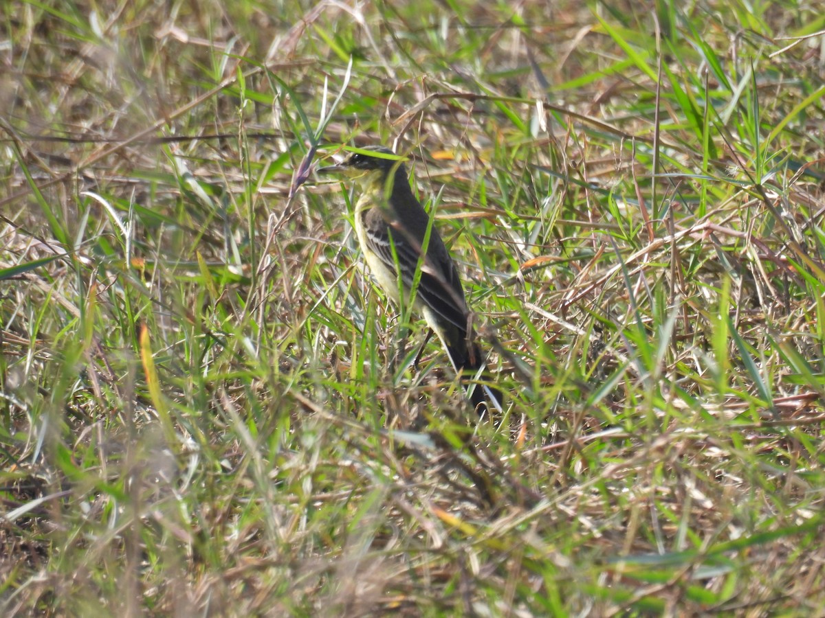 Lavandera Boyera/de Chukotka - ML646571975