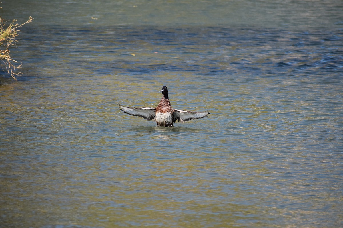 Hardhead - ML646571978