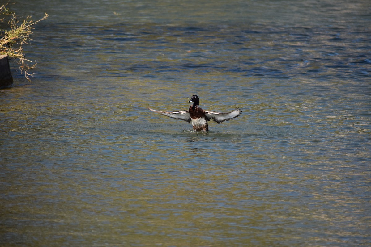 Hardhead - ML646571979