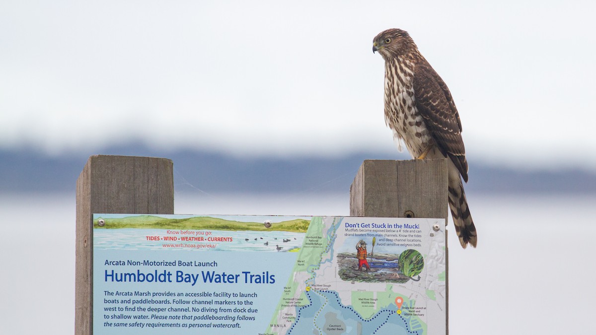 Яструб чорноголовий - ML646571985