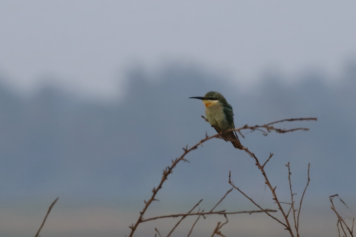 שרקרק ירוק - ML646571986