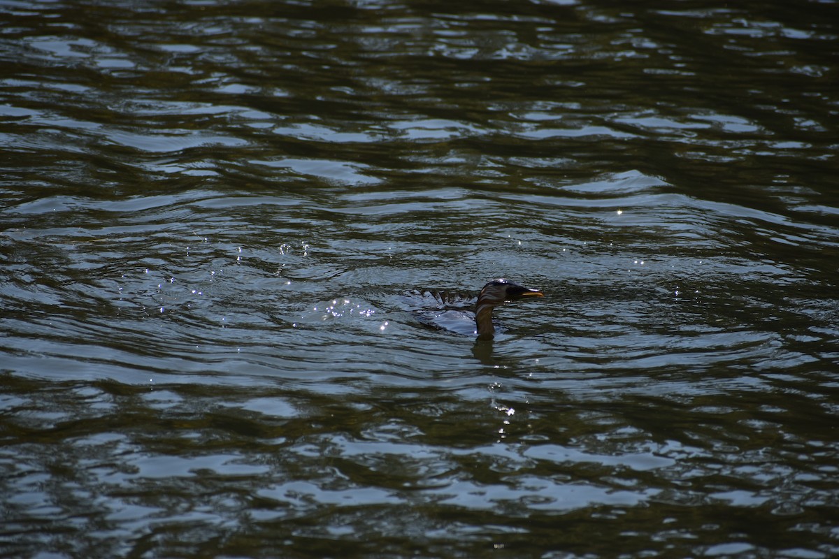 Little Pied Cormorant - ML646571988