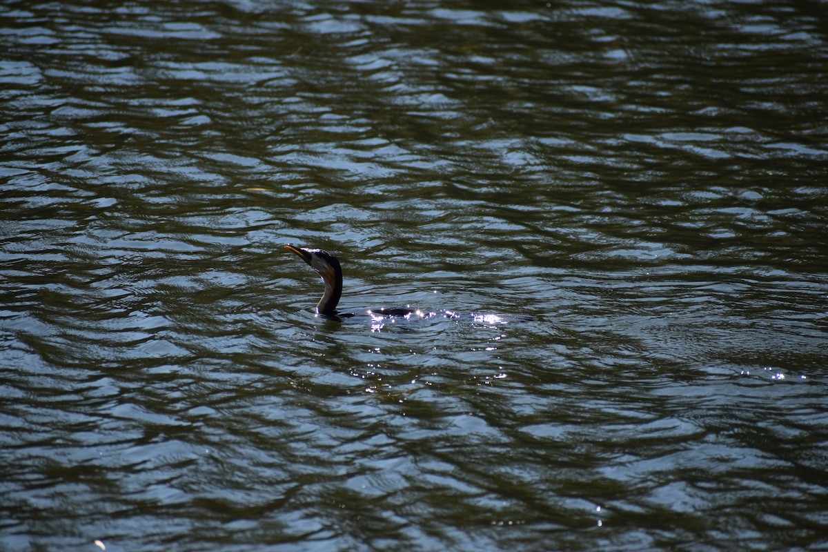 Little Pied Cormorant - ML646572008