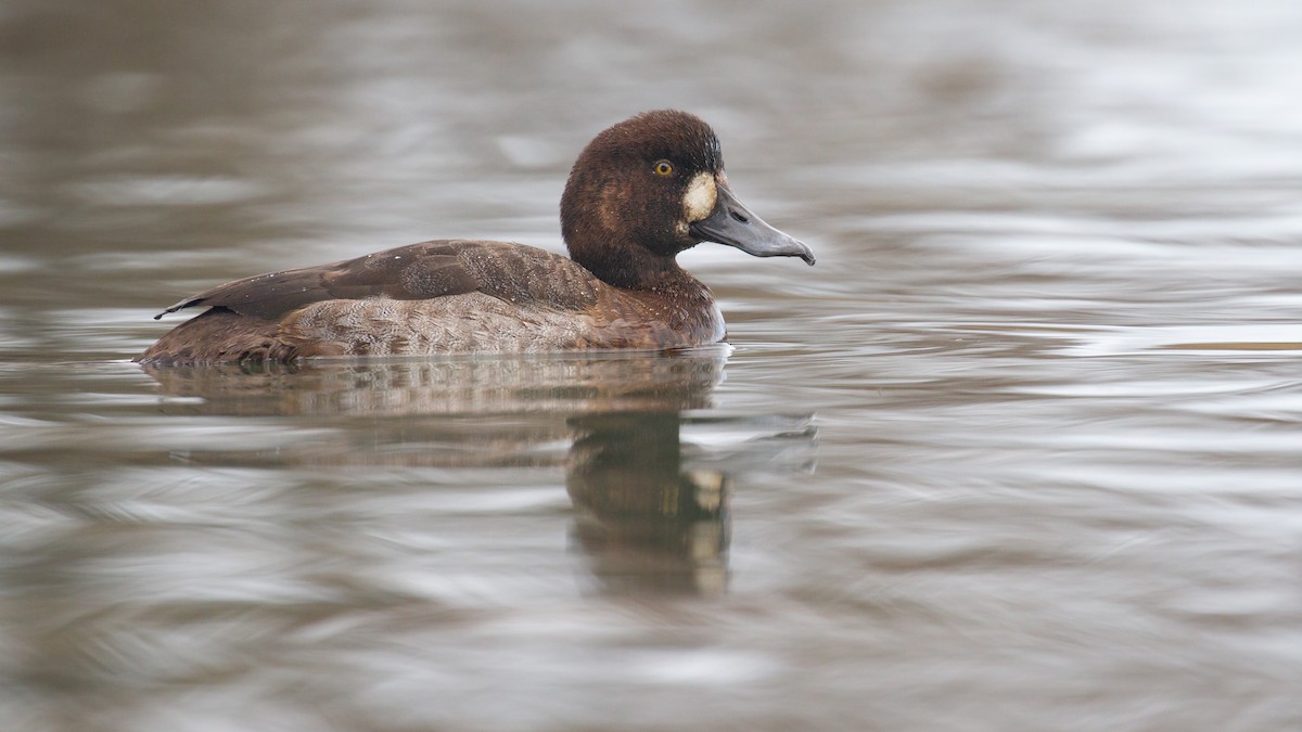 Moretta grigia - ML646572009