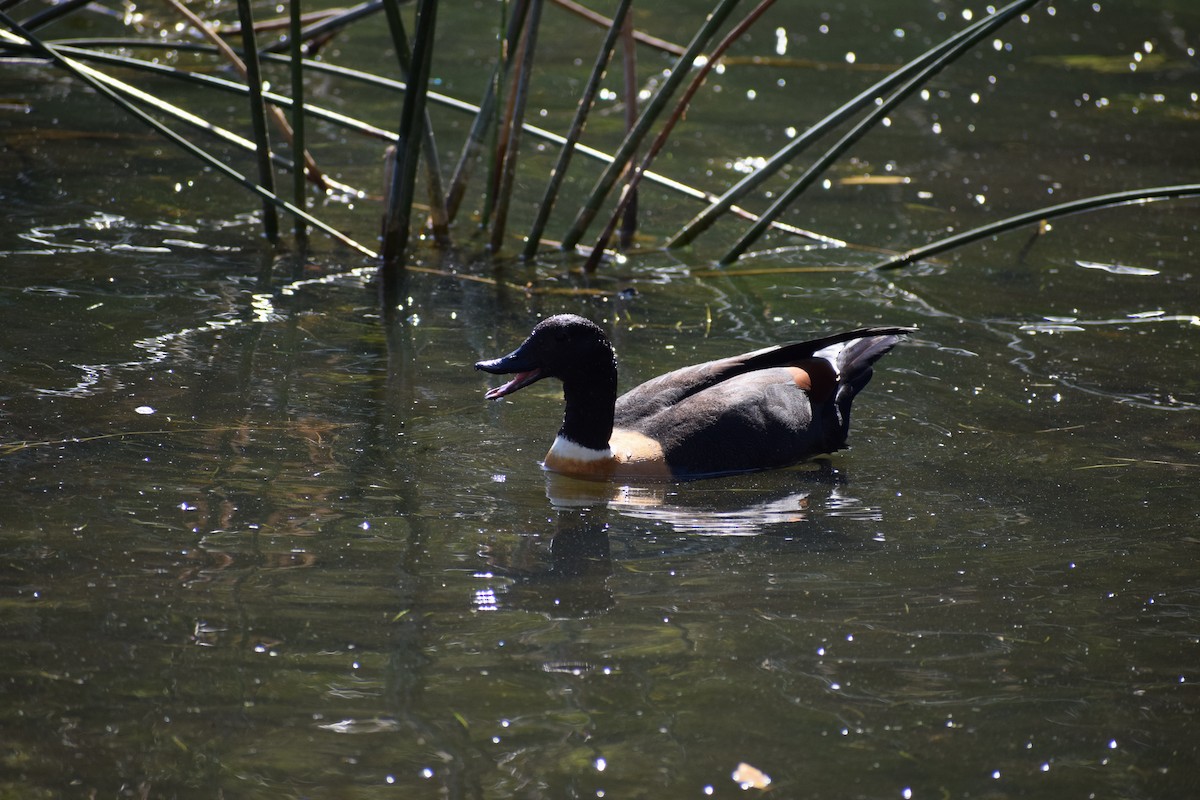 Australian Shelduck - ML646572015