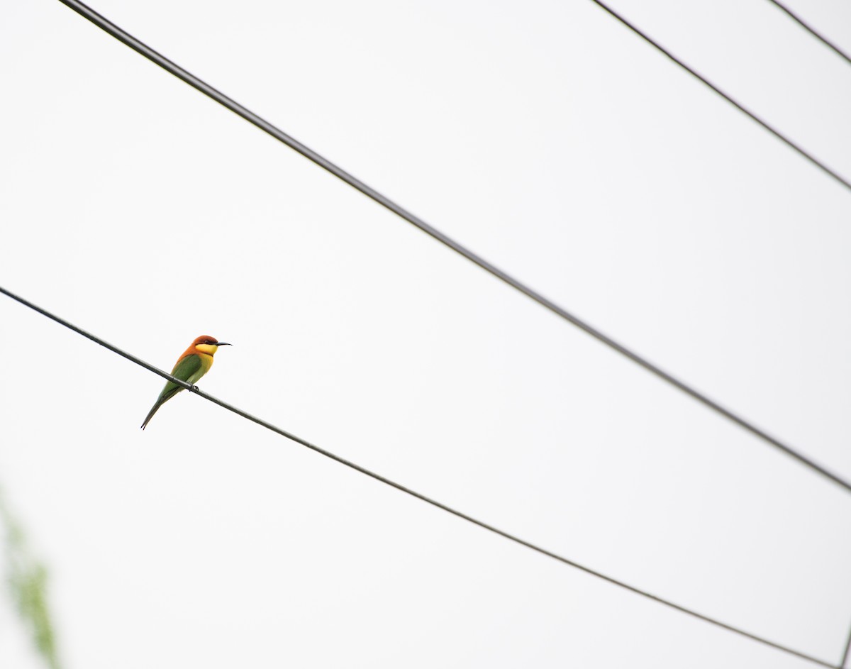 チャガシラハチクイ - ML646572019