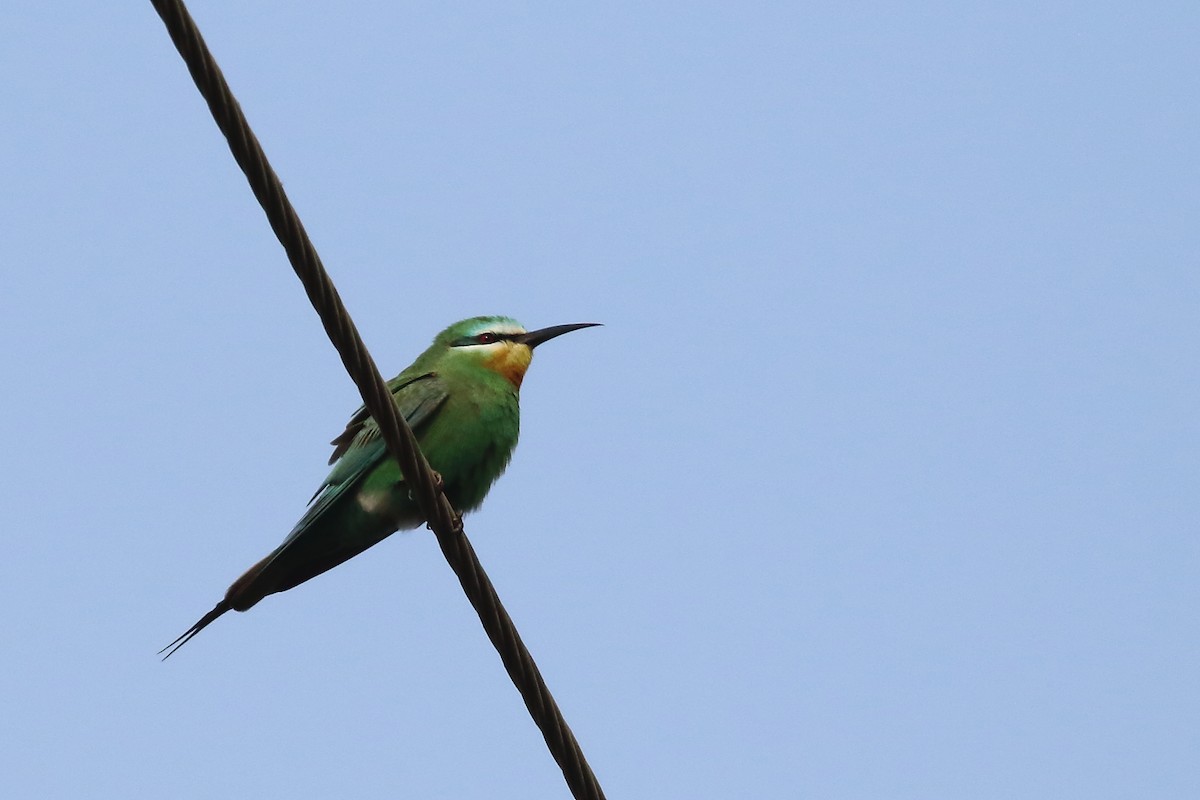 שרקרק ירוק - ML646572020