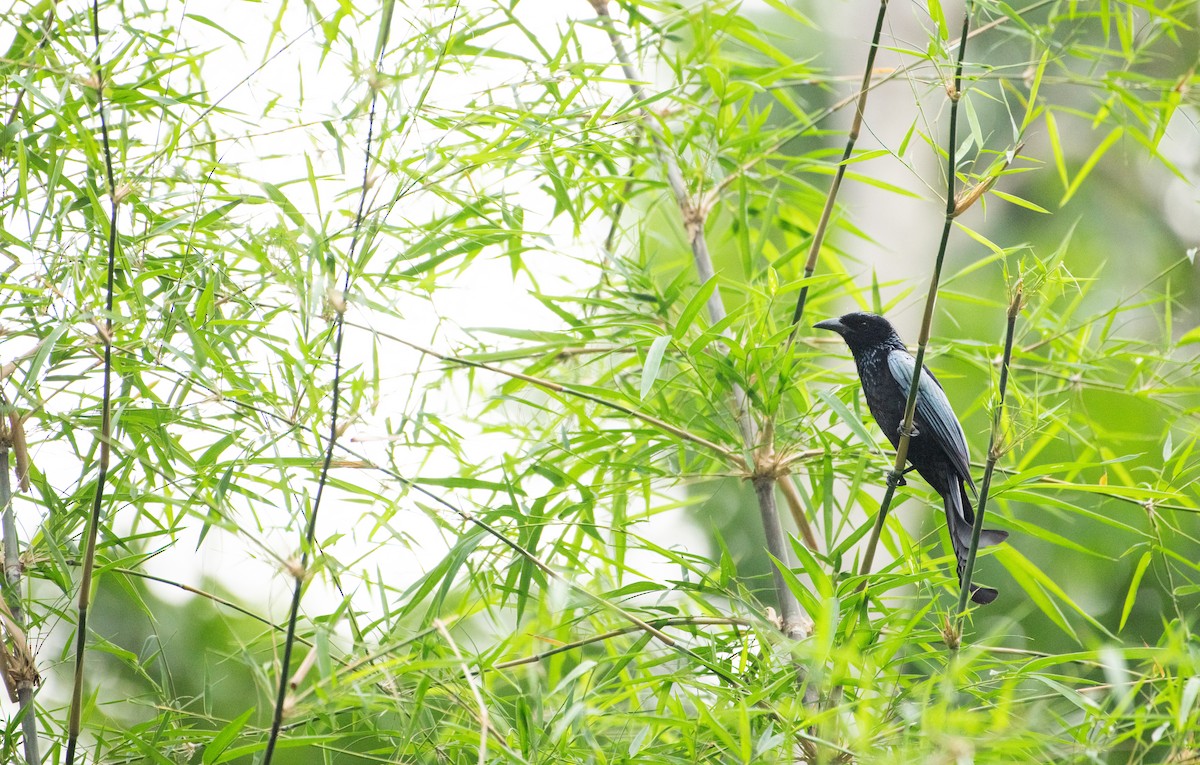 カンムリオウチュウ - ML646572023