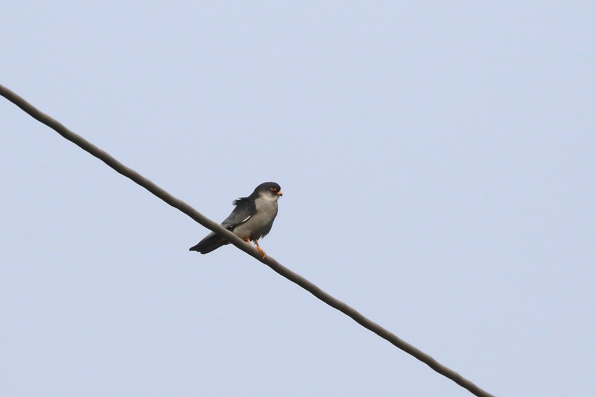 Amur Falcon - ML646572033