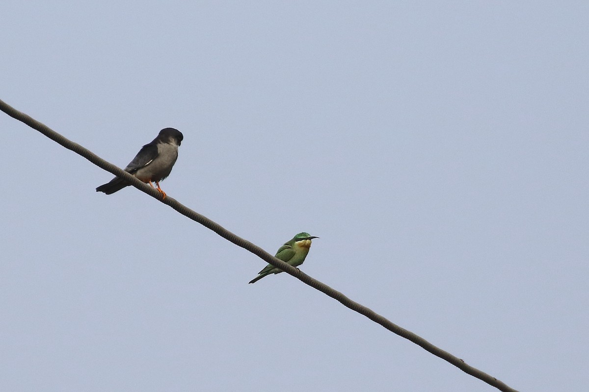 Amur Falcon - ML646572034