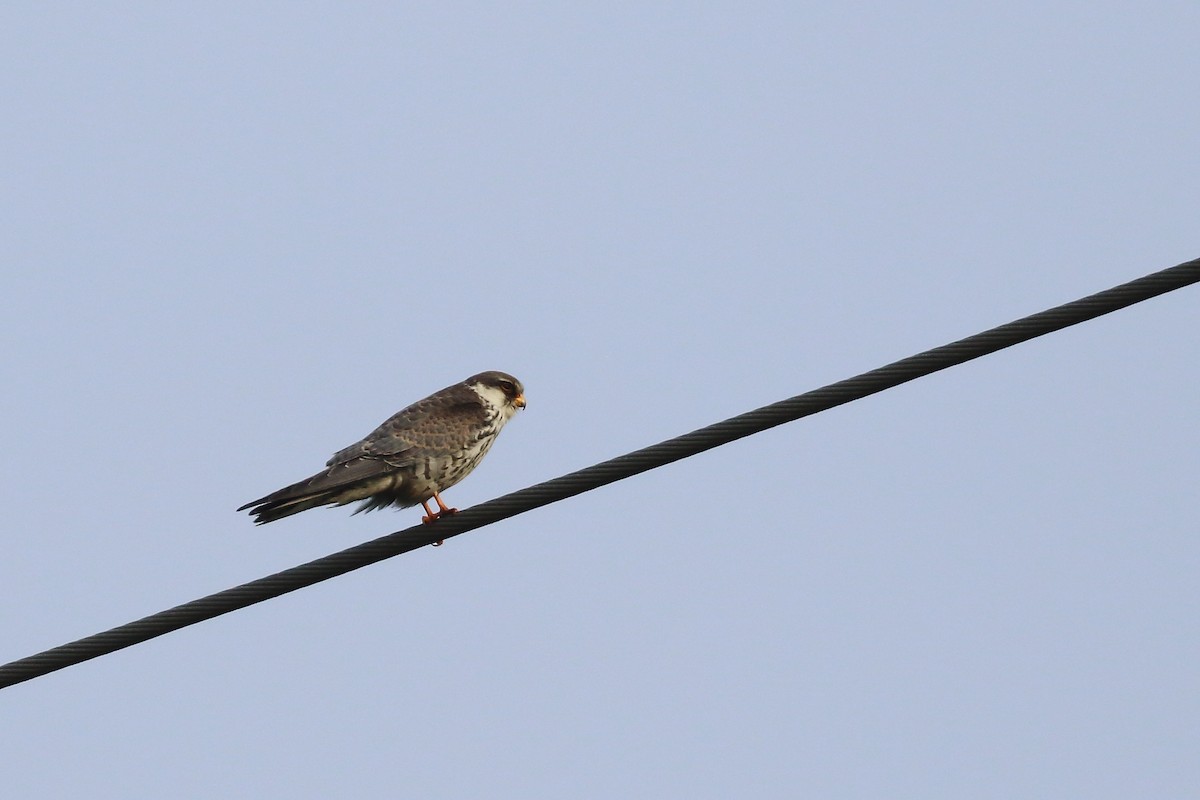 Amur Falcon - ML646572035