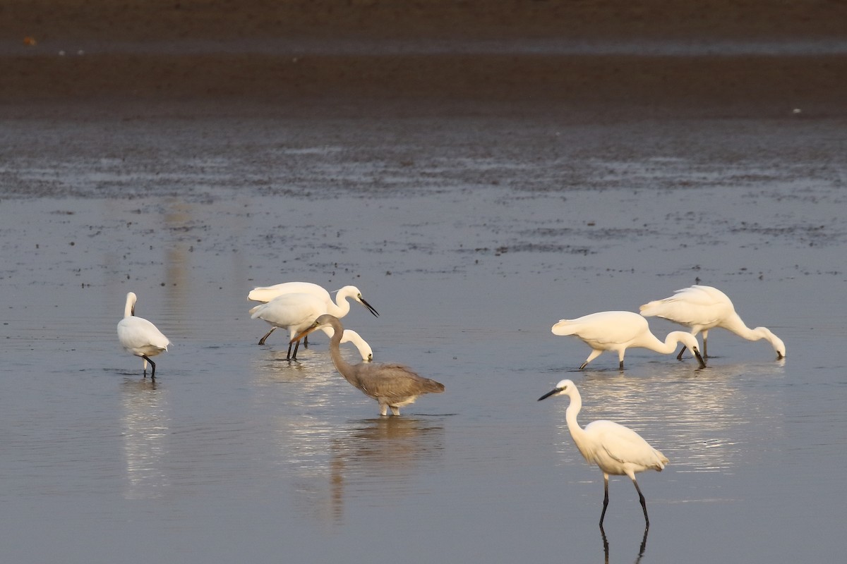 Little Egret - ML646572046