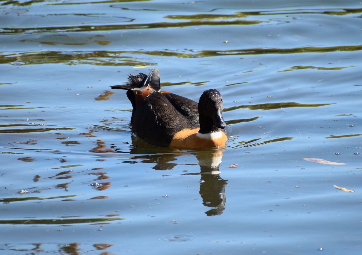 Australian Shelduck - ML646572054