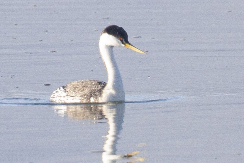 svanedykker x gulnebbdykker (hybrid) - ML646572060