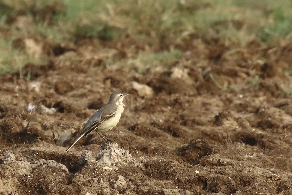 Citrine Wagtail - ML646572061