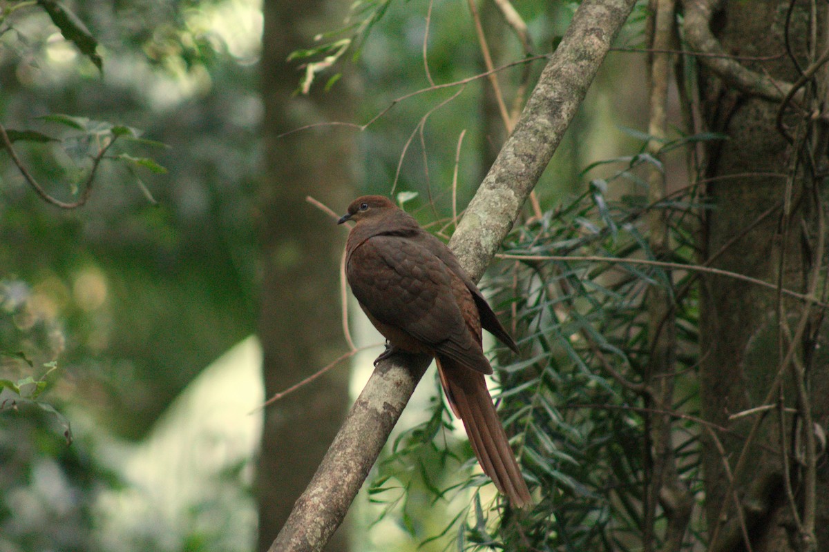 Phasianelle brune - ML646572062