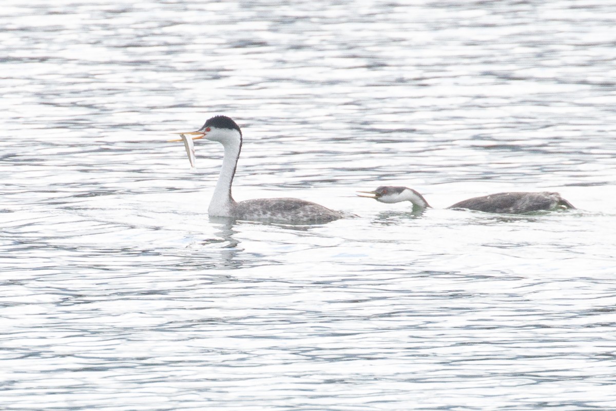 Clark's Grebe - ML646572064